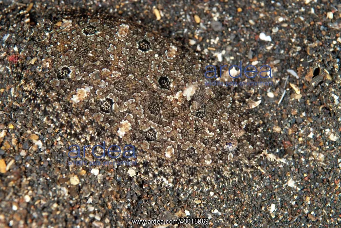  : Angler Flatfish camouflaged on black sand
