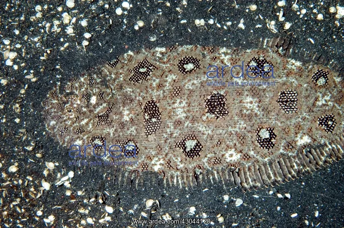 : Angler Flatfish camouflaged in black sand : Angler Flatfish camouflaged in black sand