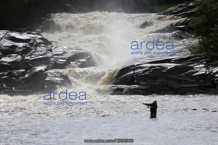 : Angler fly fishing in river in front of waterfa : Angler fly fishing in river in front of waterfa