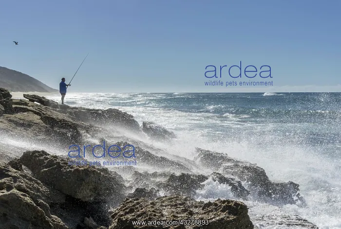 : Angler standing on rocky coast with strong surf : Angler standing on rocky coast with strong surf