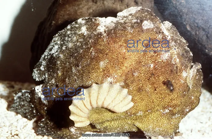 : ANGLERFISH : ANGLERFISH