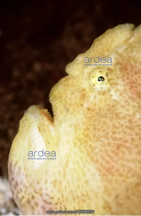 : ANGLERFISH - Close up of head : ANGLERFISH - Close up of head