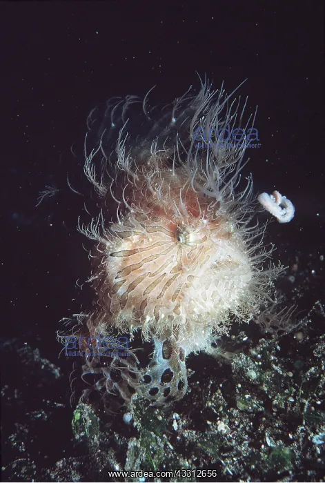 : ANGLERFISH - With lure : ANGLERFISH - With lure