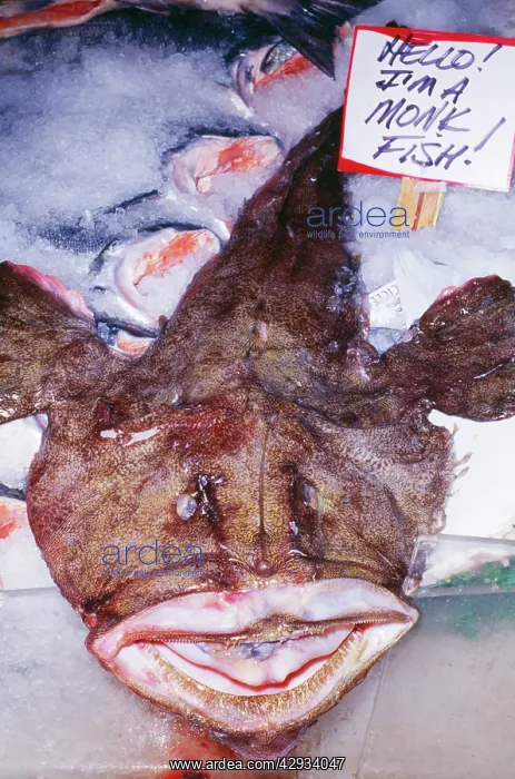 : ANGLERFISH / Monkfish / Goosefish - at Fish Market : ANGLERFISH / Monkfish / Goosefish - at Fish Market