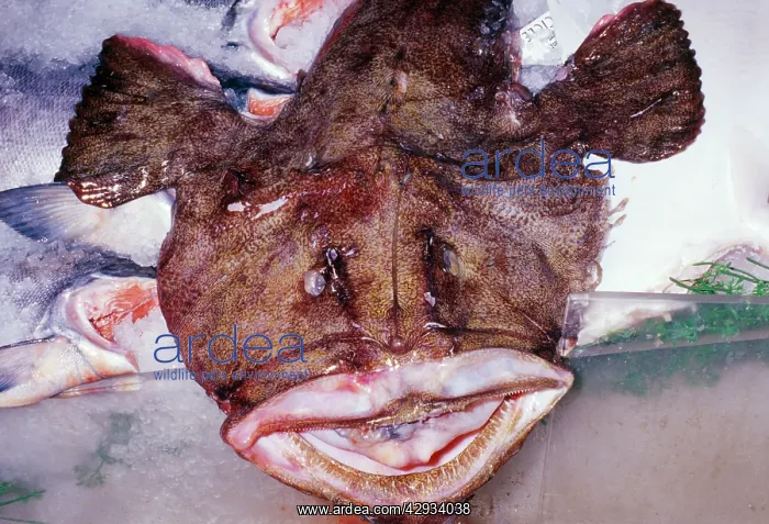 : ANGLERFISH / Monkfish / Goosefish - at Pike Place : ANGLERFISH / Monkfish / Goosefish - at Pike Place