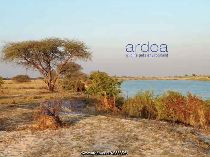 : Angola - At the Angolan side of the Okavango River : Angola - At the Angolan side of the Okavango River