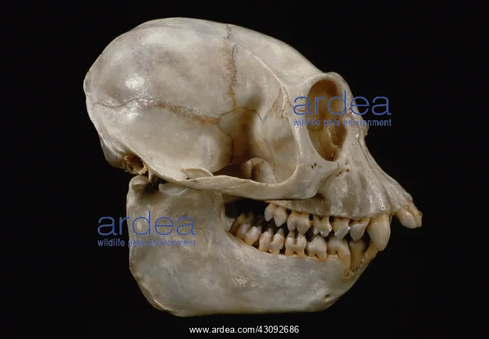 : Angola Colobus Monkey skull : Angola Colobus Monkey skull
