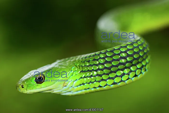 : Angola Green Snake : Angola Green Snake