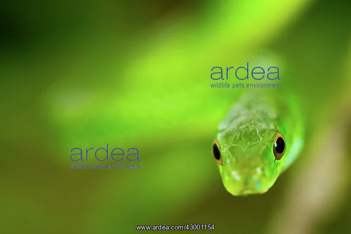 : Angola Green Snake : Angola Green Snake