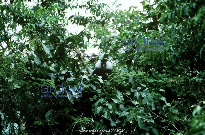 : Angolan Black & White Colobus Monkey : Angolan Black & White Colobus Monkey