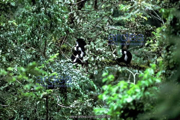 : Angolan Black & White Colobus Monkey : Angolan Black & White Colobus Monkey