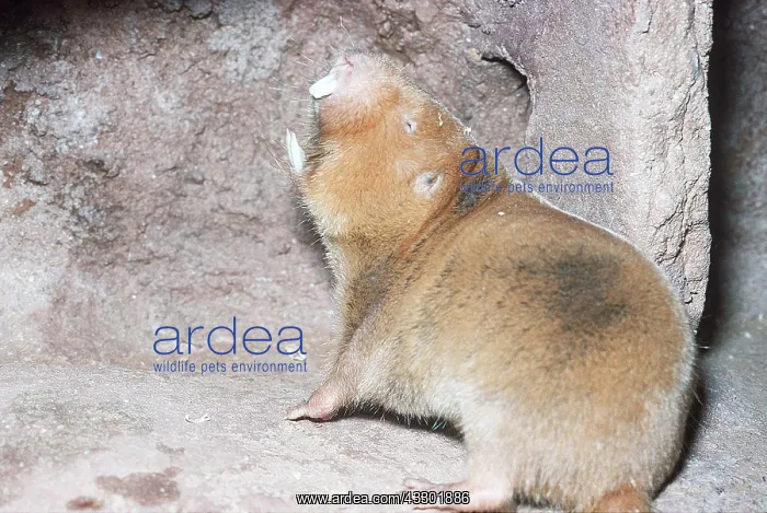  : Angolan Giant  /  Giant Common  /  Mechow's Mole-rat