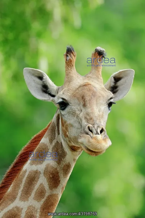 : Angolan Giraffe (Giraffa camelopardalis angolensis) : Angolan Giraffe (Giraffa camelopardalis angolensis)