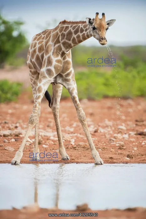 : Angolan giraffe (Giraffa camelopardalis angolensis) : Angolan giraffe (Giraffa camelopardalis angolensis)