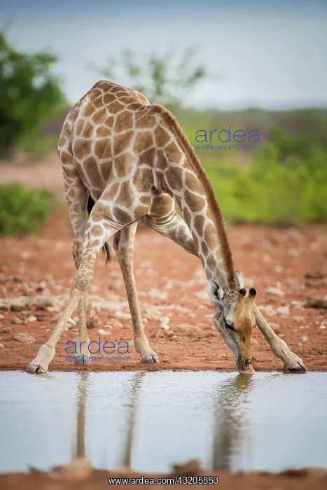 : Angolan giraffe (Giraffa camelopardalis angolensis) : Angolan giraffe (Giraffa camelopardalis angolensis)