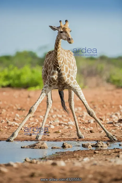 : Angolan giraffe (Giraffa camelopardalis angolensis) : Angolan giraffe (Giraffa camelopardalis angolensis)