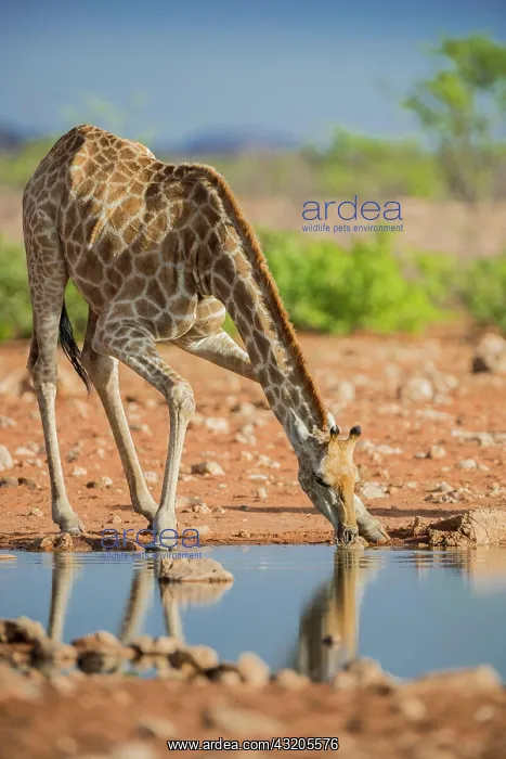 : Angolan giraffe (Giraffa camelopardalis angolensis) : Angolan giraffe (Giraffa camelopardalis angolensis)