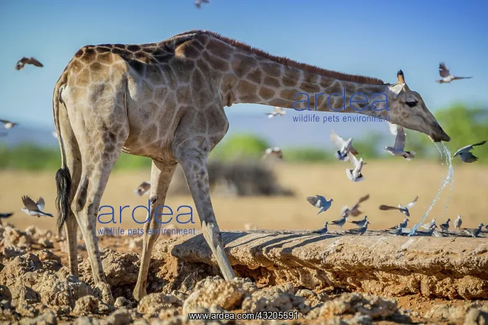 : Angolan giraffe (Giraffa camelopardalis angolensis) : Angolan giraffe (Giraffa camelopardalis angolensis)
