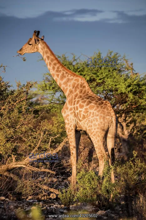 : Angolan giraffe (Giraffa camelopardalis angolensis) : Angolan giraffe (Giraffa camelopardalis angolensis)
