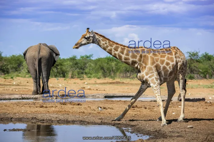 : Angolan giraffe (Giraffa camelopardalis angolensis) : Angolan giraffe (Giraffa camelopardalis angolensis)