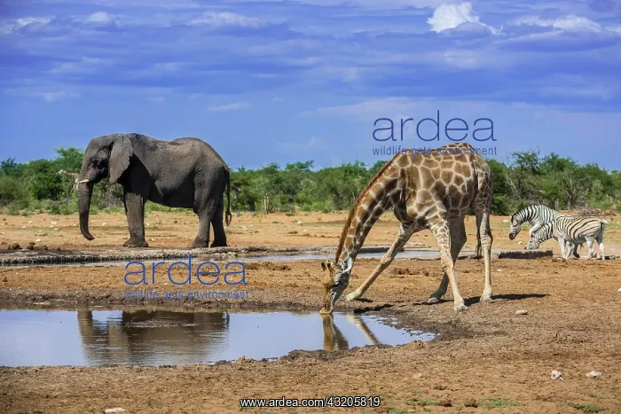 : Angolan giraffe (Giraffa camelopardalis angolensis) : Angolan giraffe (Giraffa camelopardalis angolensis)
