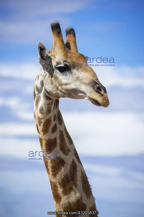 : Angolan giraffe (Giraffa camelopardalis angolensis) : Angolan giraffe (Giraffa camelopardalis angolensis)