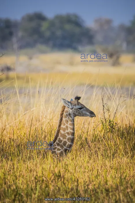 : Angolan Giraffe (Giraffa camelopardalis angolensis) : Angolan Giraffe (Giraffa camelopardalis angolensis)