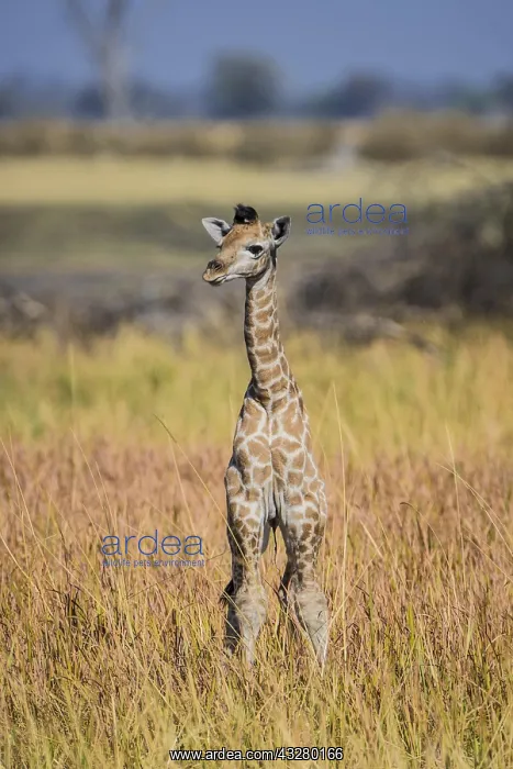 : Angolan Giraffe (Giraffa camelopardalis angolensis) : Angolan Giraffe (Giraffa camelopardalis angolensis)