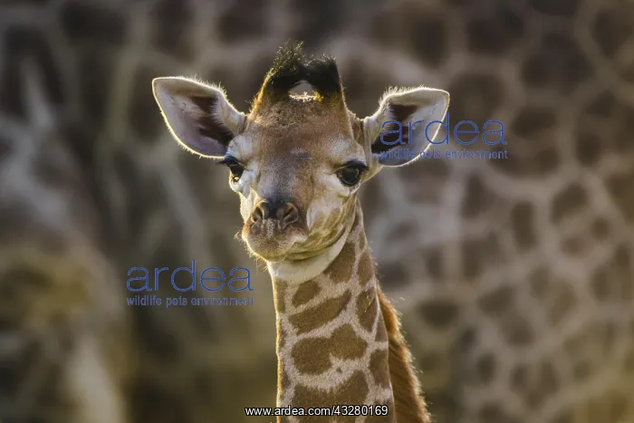 : Angolan Giraffe (Giraffa camelopardalis angolensis) : Angolan Giraffe (Giraffa camelopardalis angolensis)