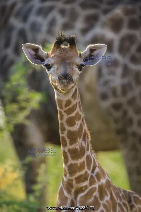 : Angolan Giraffe (Giraffa camelopardalis angolensis) : Angolan Giraffe (Giraffa camelopardalis angolensis)