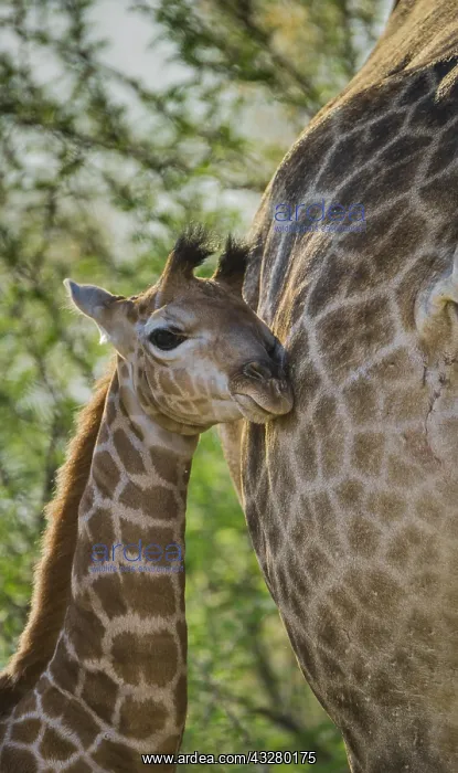 : Angolan Giraffe (Giraffa camelopardalis angolensis) : Angolan Giraffe (Giraffa camelopardalis angolensis)