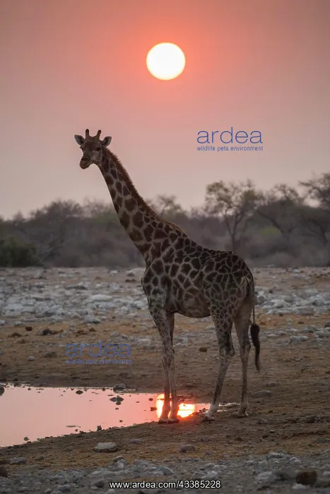 : Angolan giraffe (Giraffa camelopardalis angolensis) : Angolan giraffe (Giraffa camelopardalis angolensis)