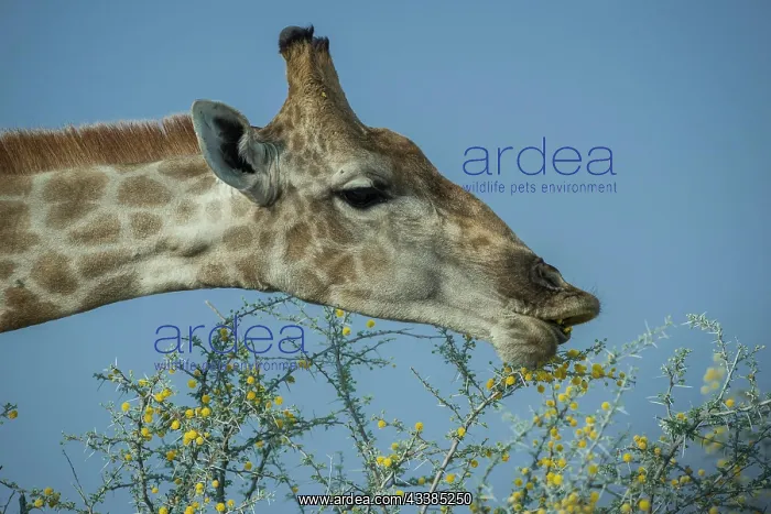 : Angolan giraffe (Giraffa camelopardalis angolensis) : Angolan giraffe (Giraffa camelopardalis angolensis)