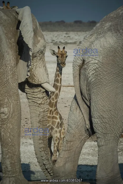 : Angolan giraffe (Giraffa camelopardalis angolensis) : Angolan giraffe (Giraffa camelopardalis angolensis)