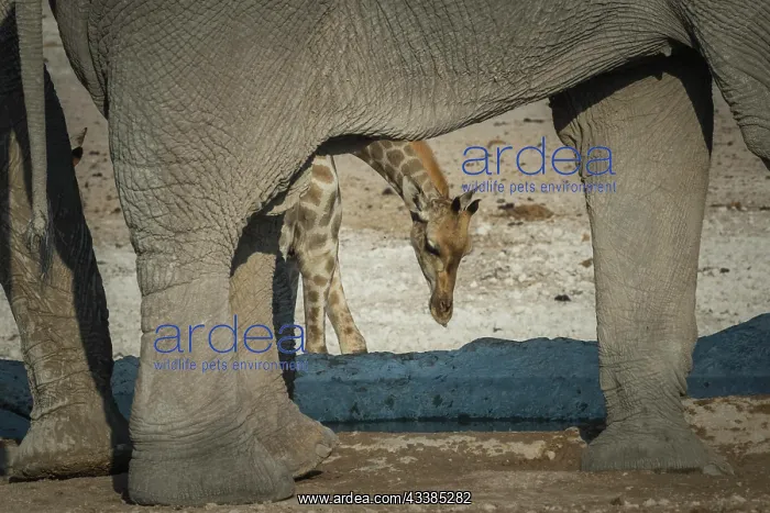 : Angolan giraffe (Giraffa camelopardalis angolensis) : Angolan giraffe (Giraffa camelopardalis angolensis)