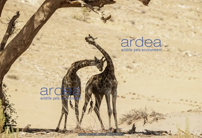  : Angolan Giraffe (Giraffa giraffa angolensis). Young bulls. S