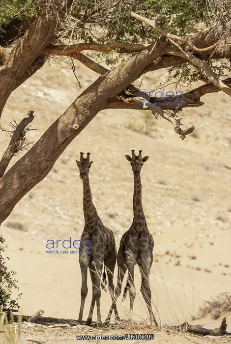 : Angolan Giraffe (Giraffa giraffa angolensis). Young bulls. S : Angolan Giraffe (Giraffa giraffa angolensis). Young bulls. S