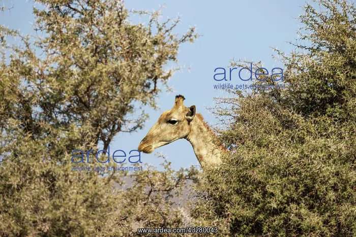 : Angolan Giraffe (Giraffa giraffa angolensis). Bull. Kaokolan : Angolan Giraffe (Giraffa giraffa angolensis). Bull. Kaokolan