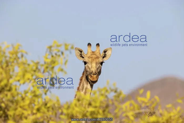 : Angolan Giraffe (Giraffa giraffa angolensis). Female. Kaokol : Angolan Giraffe (Giraffa giraffa angolensis). Female. Kaokol