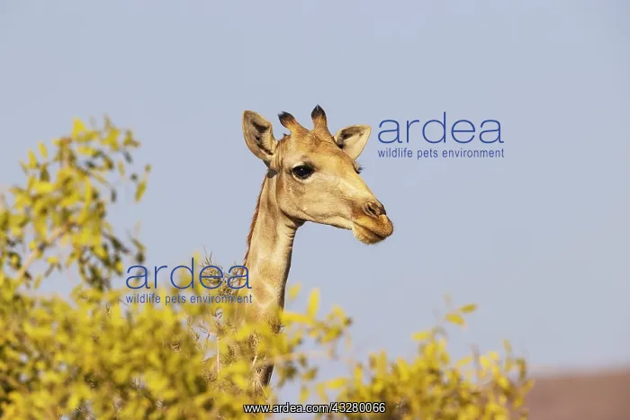 : Angolan Giraffe (Giraffa giraffa angolensis). Female. Kaokol : Angolan Giraffe (Giraffa giraffa angolensis). Female. Kaokol