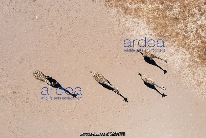 : Angolan Giraffe (Giraffa giraffa angolensis). Crossing an ar : Angolan Giraffe (Giraffa giraffa angolensis). Crossing an ar