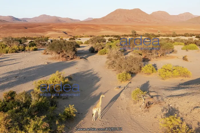 : Angolan Giraffe (Giraffa giraffa angolensis). In the dry bed : Angolan Giraffe (Giraffa giraffa angolensis). In the dry bed