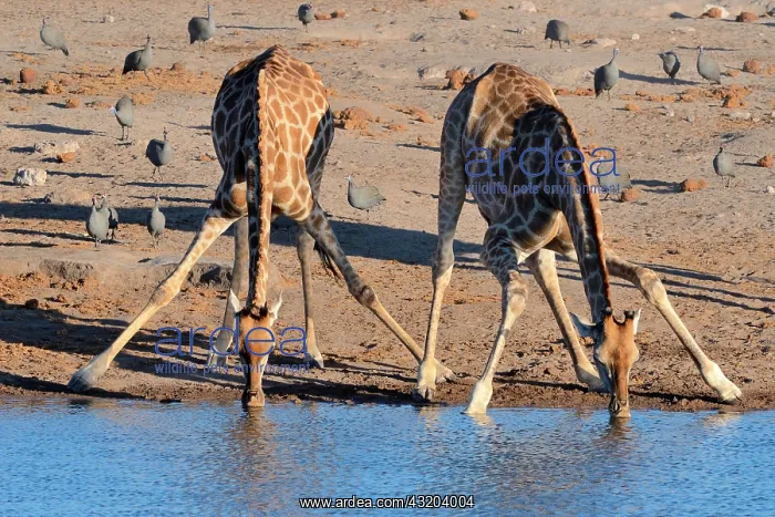 : Angolan giraffes (Giraffa camelopardalis angolensis) : Angolan giraffes (Giraffa camelopardalis angolensis)