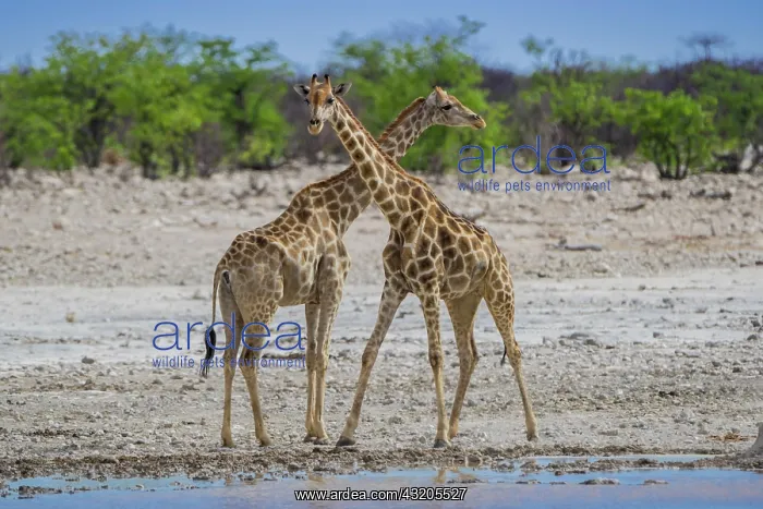: Two angolan giraffes (Giraffa camelopardalis angolensis) : Two angolan giraffes (Giraffa camelopardalis angolensis)