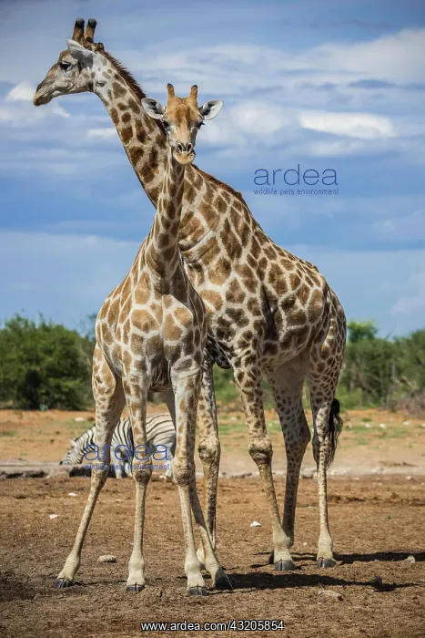  : Angolan giraffes (Giraffa camelopardalis angolensis)