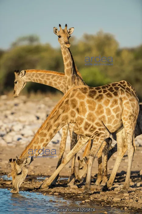  : Angolan giraffes (Giraffa camelopardalis angolensis)
