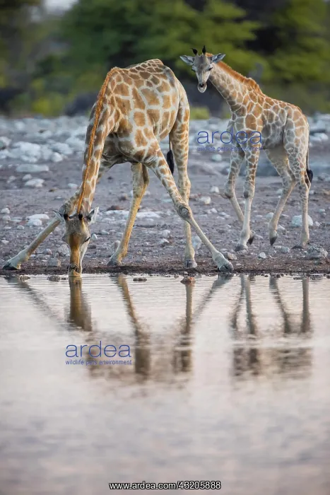 : Two angolan giraffes (Giraffa camelopardalis angolensis) : Two angolan giraffes (Giraffa camelopardalis angolensis)