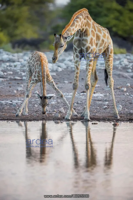: Two angolan giraffes (Giraffa camelopardalis angolensis) : Two angolan giraffes (Giraffa camelopardalis angolensis)