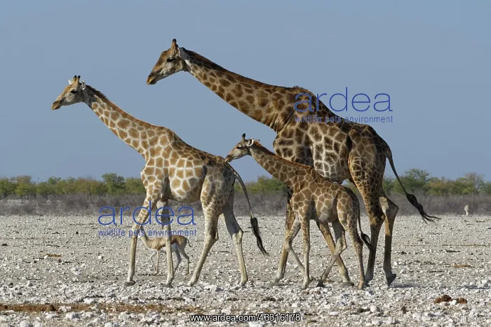 : Angolan giraffes (Giraffa camelopardalis angolensis) : Angolan giraffes (Giraffa camelopardalis angolensis)