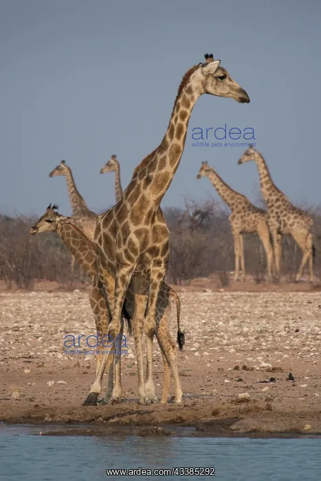 : Angolan giraffes (Giraffa camelopardalis angolensis) : Angolan giraffes (Giraffa camelopardalis angolensis)